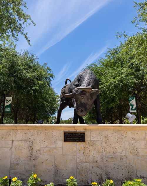 Bull Statue on Sarasota Manatee Campus