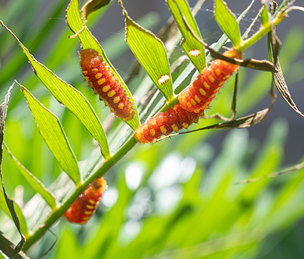 atala caterpillars