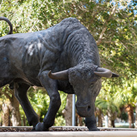 usfsm bull