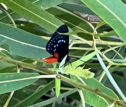 atala butterfly