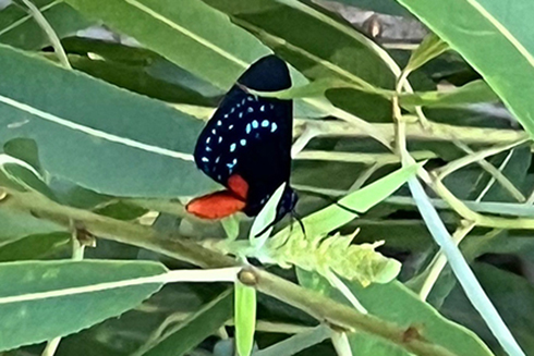 Atala